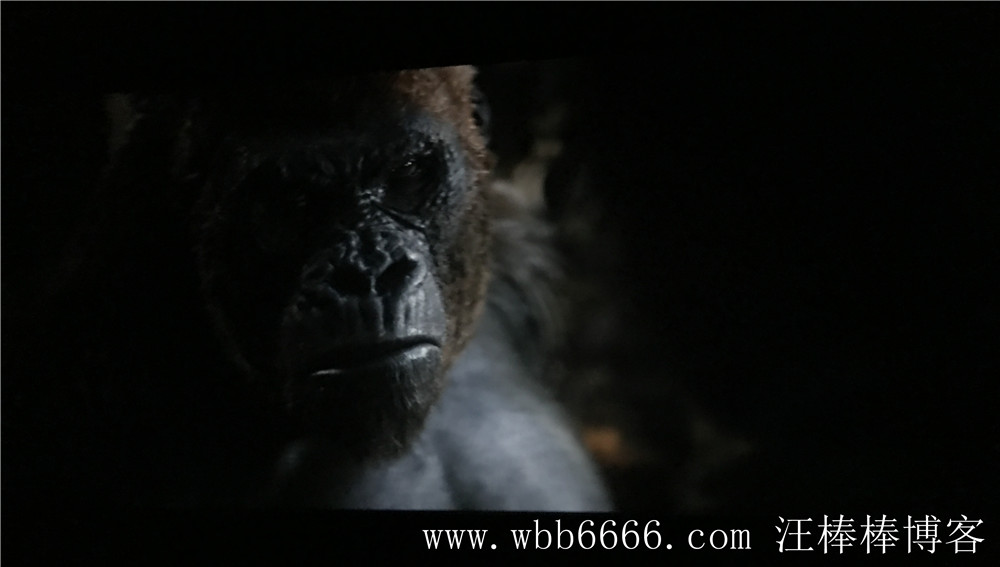《猩球崛起3:终极之战》电影截图